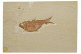Fossil Fish (Knightia alta) - Wyoming #217552-1